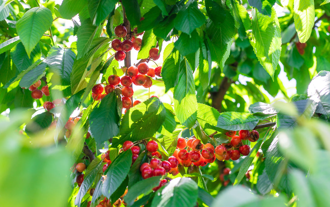 🌿 Guaraná: a energia natural da Amazônia nos energéticos modernos