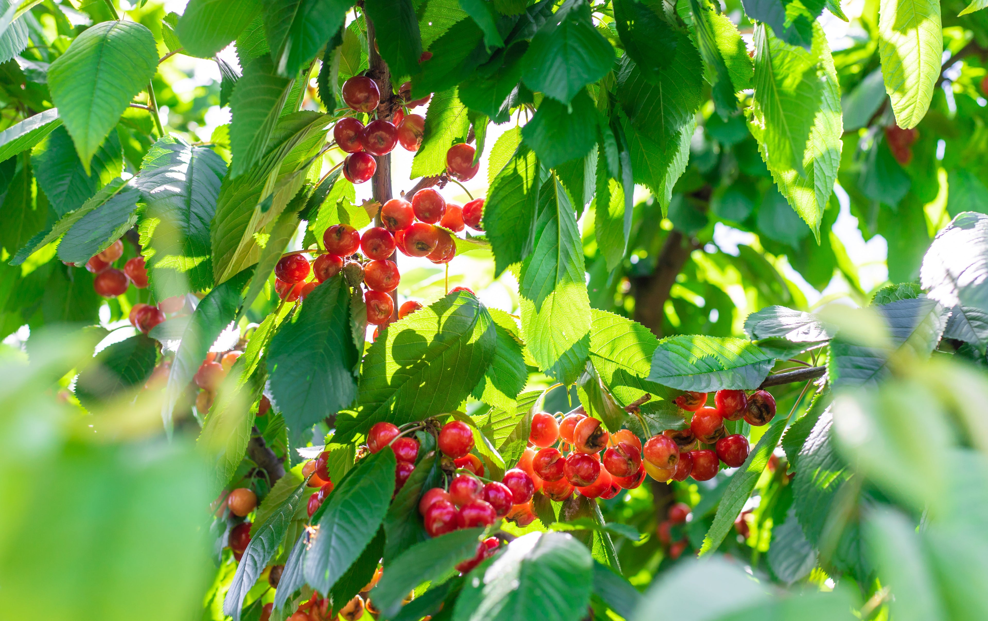 🌿 Guaraná: a energia natural da Amazônia nos energéticos modernos