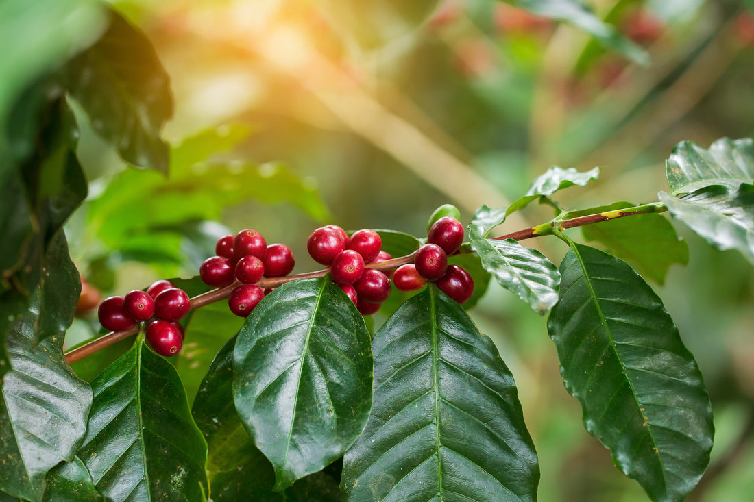 ⚡ Cafeína natural vs cafeína sintética: qual a diferença nos energéticos?